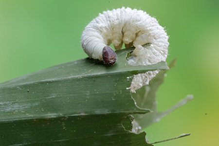 Caterpillar of a butterfly larva on a green leaf.