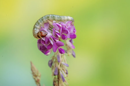 Caterpillar on a purple flower in nature. Macro photography.