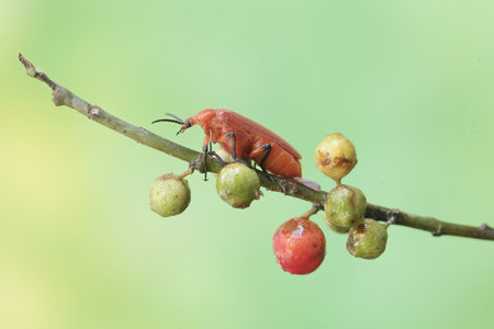 red beetle on the tree in the nature or in the garden.