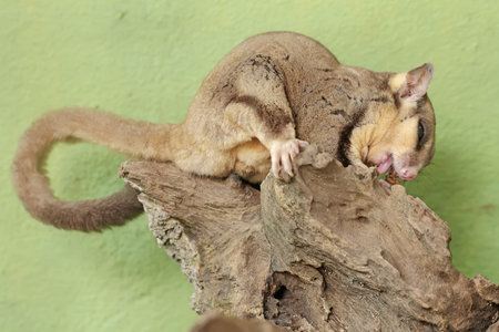 Sugar glider, Petaurus breviceps, is a species of sugar glider.
