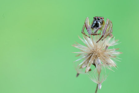 jumping spider on grass flower in the nature or in the garden