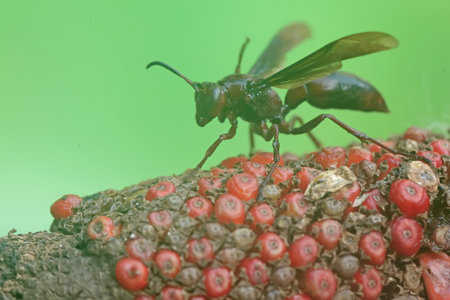 Close up of an insect on a red object in nature.の写真素材