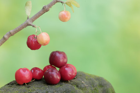 Cherries on a branch with green background and copy space