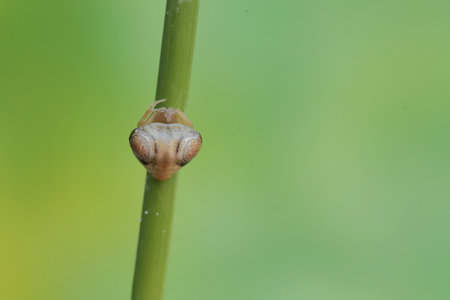 insect on green leaf in the wild, closeup of photo