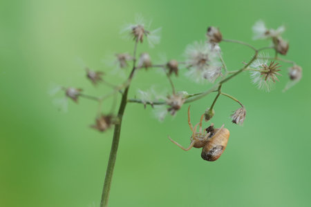 spider on plant in the wild, north china. macro