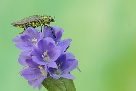 Aphid fly on a purple flower in the nature. macro