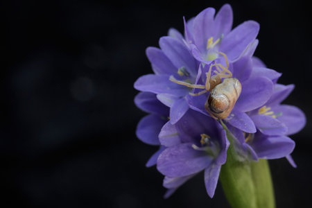 Macro shot of a small snail crawling on a purple flower.