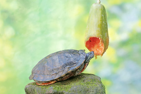 Red-eared slider turtleの写真素材