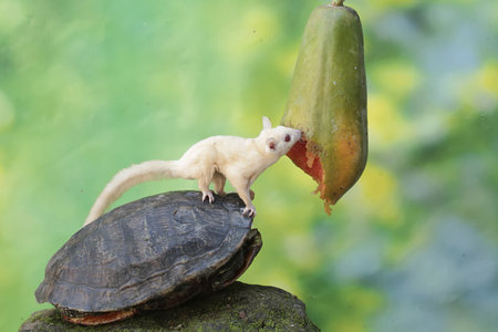 A white sugar glider is eating a papaya.