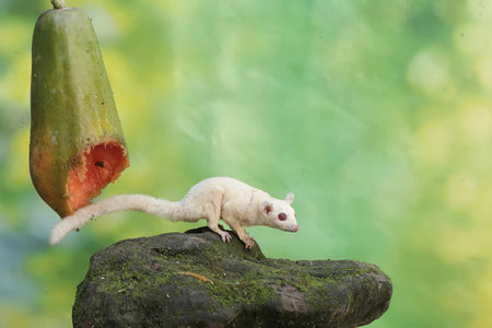 sugar glider on a green background