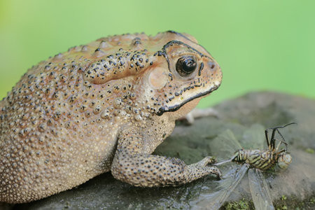 Close up of common toad (Bufo bufo)
