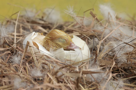 baby duck in the nest with yellow feathers on the background of nature