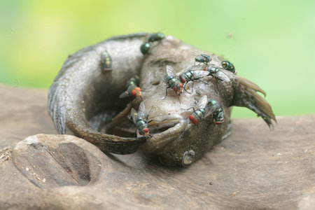 close up of common fly on wood with blur green bokeh background