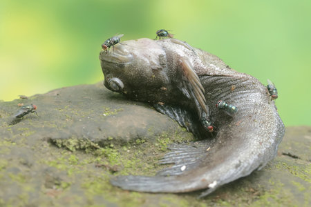 A pair of flies on a dead fish in the rainforest.