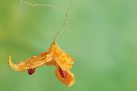 Momordica charantia, also known as bitter melon.の写真素材