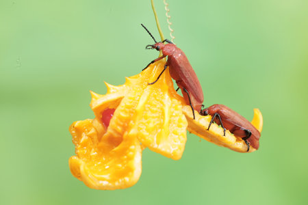 Two beetles mating on a flower in the rainforest of Thailand.