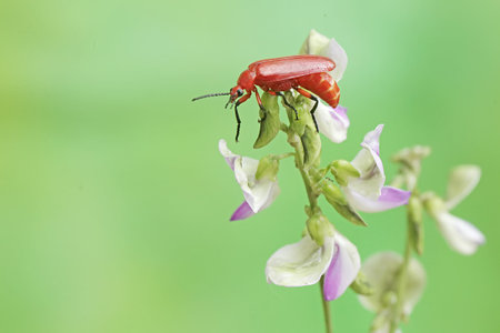 Red beetle on white flower in green nature or in the garden.