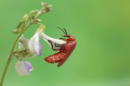 Red bug on white flower in the wild, north china.