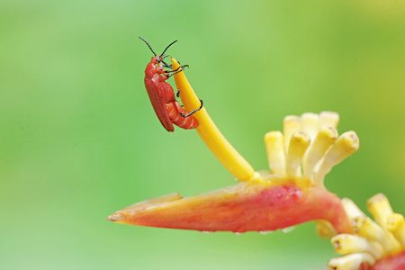 red bug on flower in the nature or in the garden. macroの写真素材