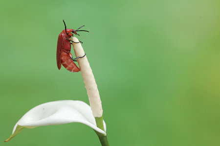 red beetle on white calla lily flower in green nature or in garden