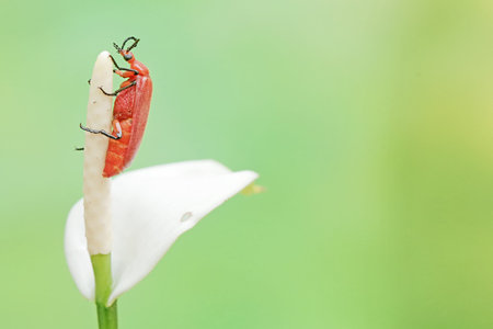 Red beetle on white flower in green nature or in the garden.