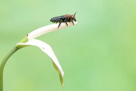Image of fly on white flower on nature background. Insect. Animal