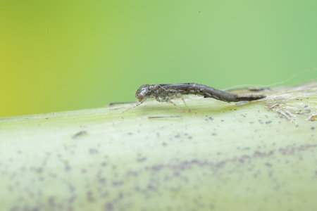 spider larvae on green leaf in the wild nature or in the garden