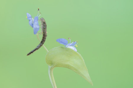Caterpillar on flower in the wild, north china.