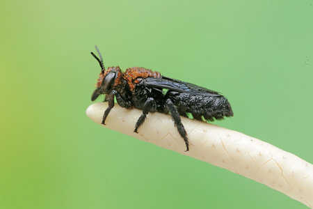 a kind of insects named wasp in the nature or in the gardenの写真素材