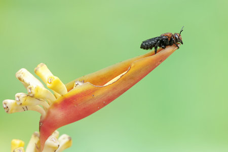 black beetle on flower in green nature or in the garden. macro
