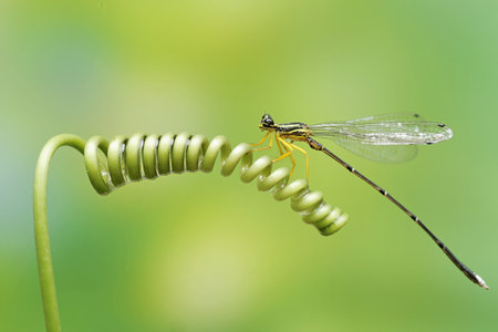 Image of dragonfly on green background. Insect Animal. Insect Animal