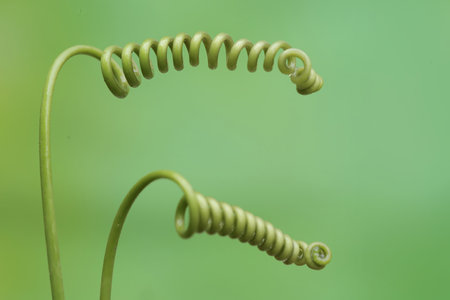 close up of fern plant in the nature or in the garden