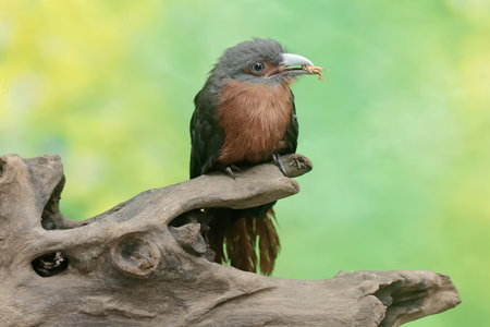 Crested Babbler (Cephalopteryx rufescens)
