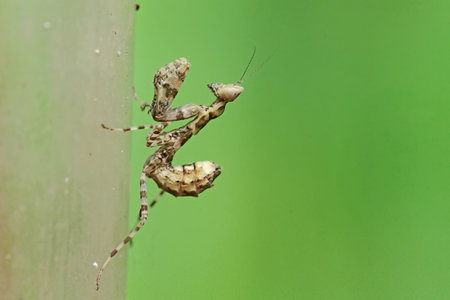 A baby praying mantis is looking for prey in a wildflower on a green background. This insect has the scientific name Hierodula sp.の写真素材