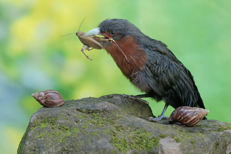A small black bird with a mantis in its beak.