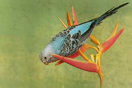 A parakeet is eating a wild banana flower. This beautifully colored bird has the scientific name Melopsittacus undulatus.の写真素材