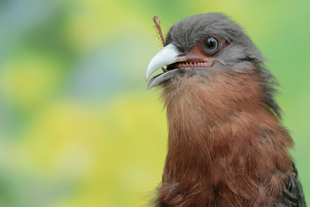 Close-up portrait of a Red-necked Caracara (Caracara rufescens)の写真素材
