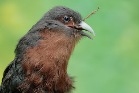 Close-up portrait of a falcon with a worm in its beakの写真素材