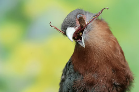 Closeup of a bird with mouth open.