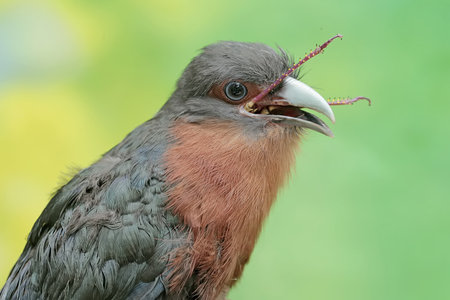 Close-up of a red-crested bird with a caterpillar in its beak