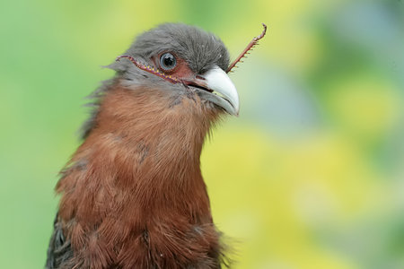 Portrait of a Red-necked Curacao Curacaoの写真素材