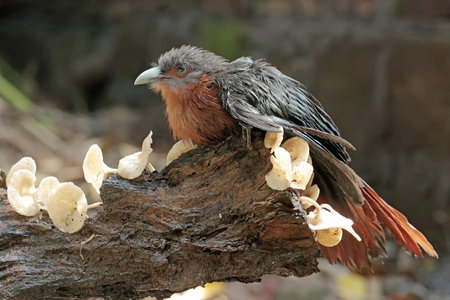 Puff-billed Starling (Lophophora sp.)
