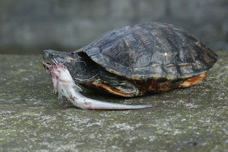 turtle eating a dead fish on the ground, closeup of photo