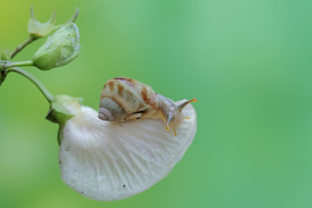 Snail on a flower in the garden. Shallow depth of field.