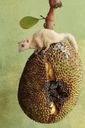 Little sugar glider climbing on the jackfruit, closeup of photo