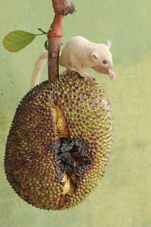 The little white mouse sits on a jackfruit. The concept of the new year.