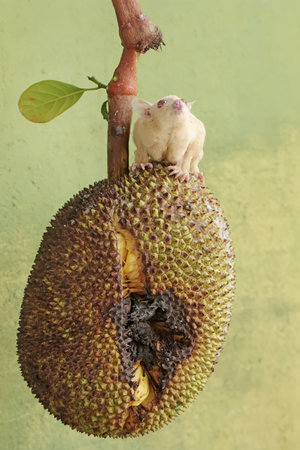 White sugar glider sitting on a jackfruit on a green background