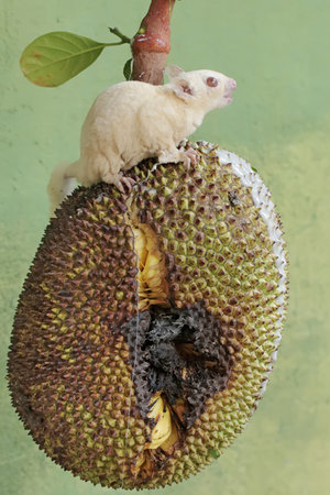 The small white sugar glider on the jackfruit, Thailand.