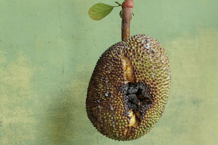 Jackfruit on the tree with green wall background, closeup.