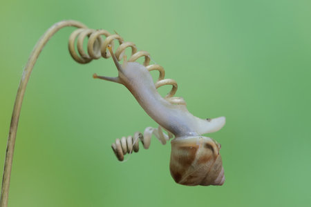 A small snail is foraging in the bushes. This mollusk likes to eat flowers, fruits and young leaves.の写真素材